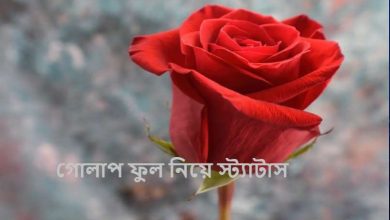 গোলাপ ফুল নিয়ে স্ট্যাটাস