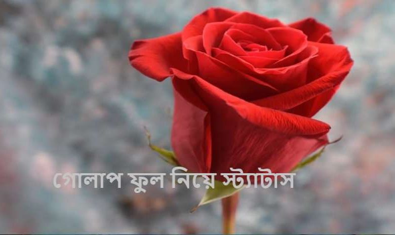 গোলাপ ফুল নিয়ে স্ট্যাটাস