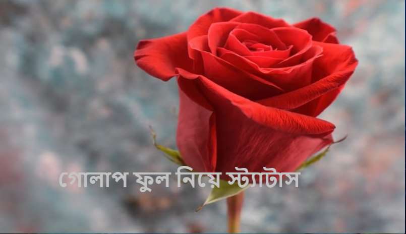 গোলাপ ফুল নিয়ে স্ট্যাটাস