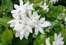 জুই ফুল নিয়ে উক্তি