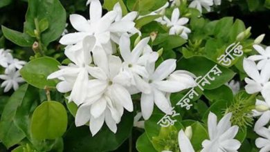 জুই ফুল নিয়ে উক্তি