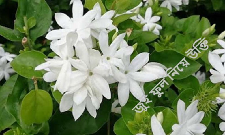 জুই ফুল নিয়ে উক্তি