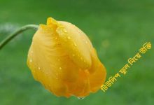 টিউলিপ ফুল নিয়ে উক্তি