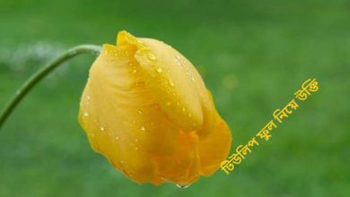 টিউলিপ ফুল নিয়ে উক্তি