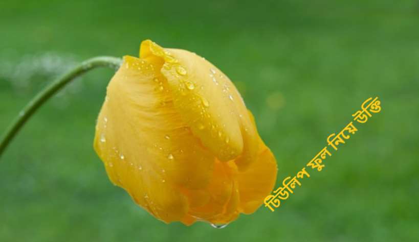 টিউলিপ ফুল নিয়ে উক্তি