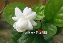 বেলি ফুল নিয়ে উক্তি