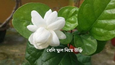 বেলি ফুল নিয়ে উক্তি