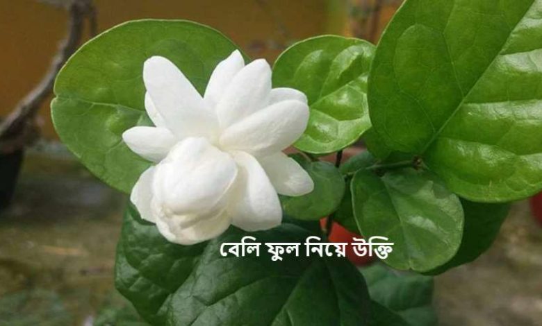 বেলি ফুল নিয়ে উক্তি