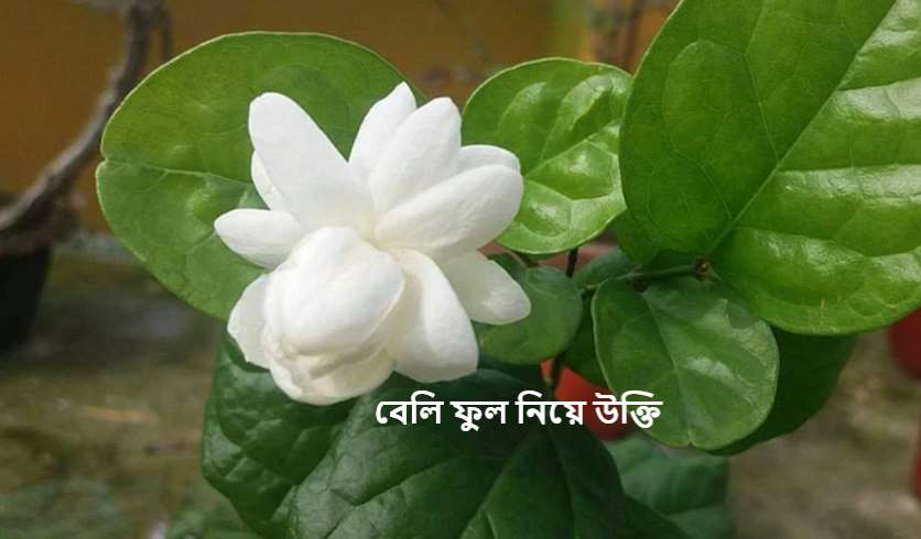 বেলি ফুল নিয়ে উক্তি