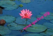 শাপলা ফুল নিয়ে উক্তি