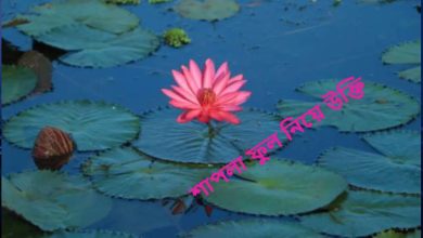 শাপলা ফুল নিয়ে উক্তি