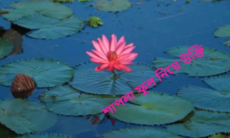 শাপলা ফুল নিয়ে উক্তি