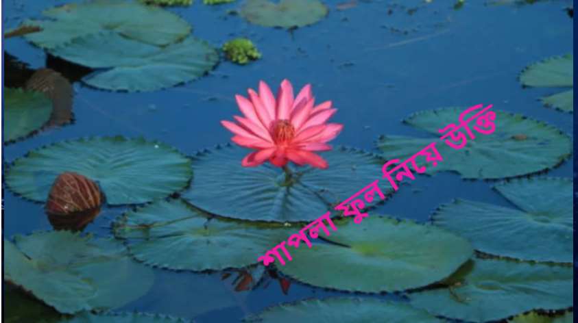 শাপলা ফুল নিয়ে উক্তি